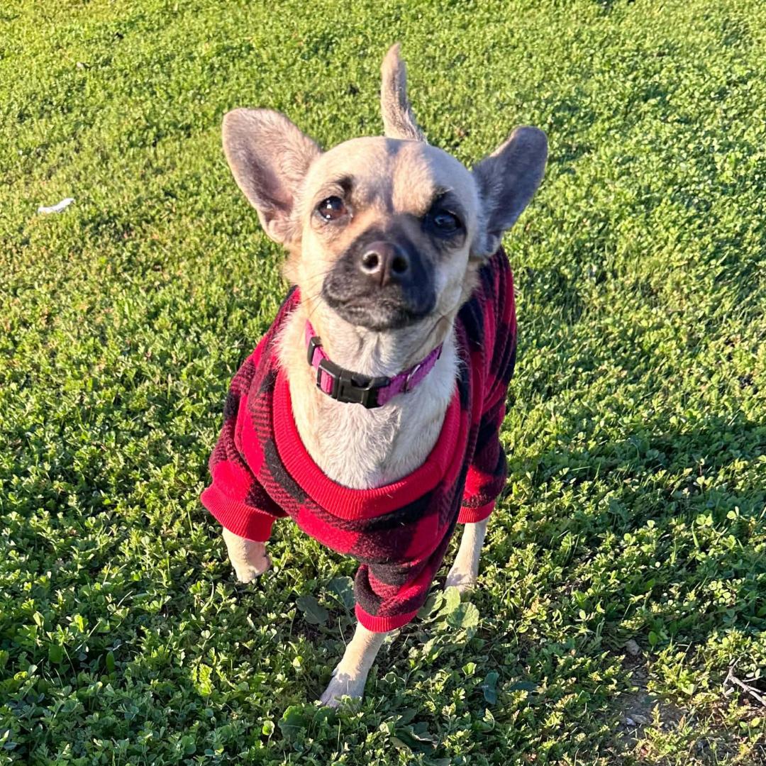 ROXY, Adoptable, Young Female Chihuahua & Wirehaired Terrier.