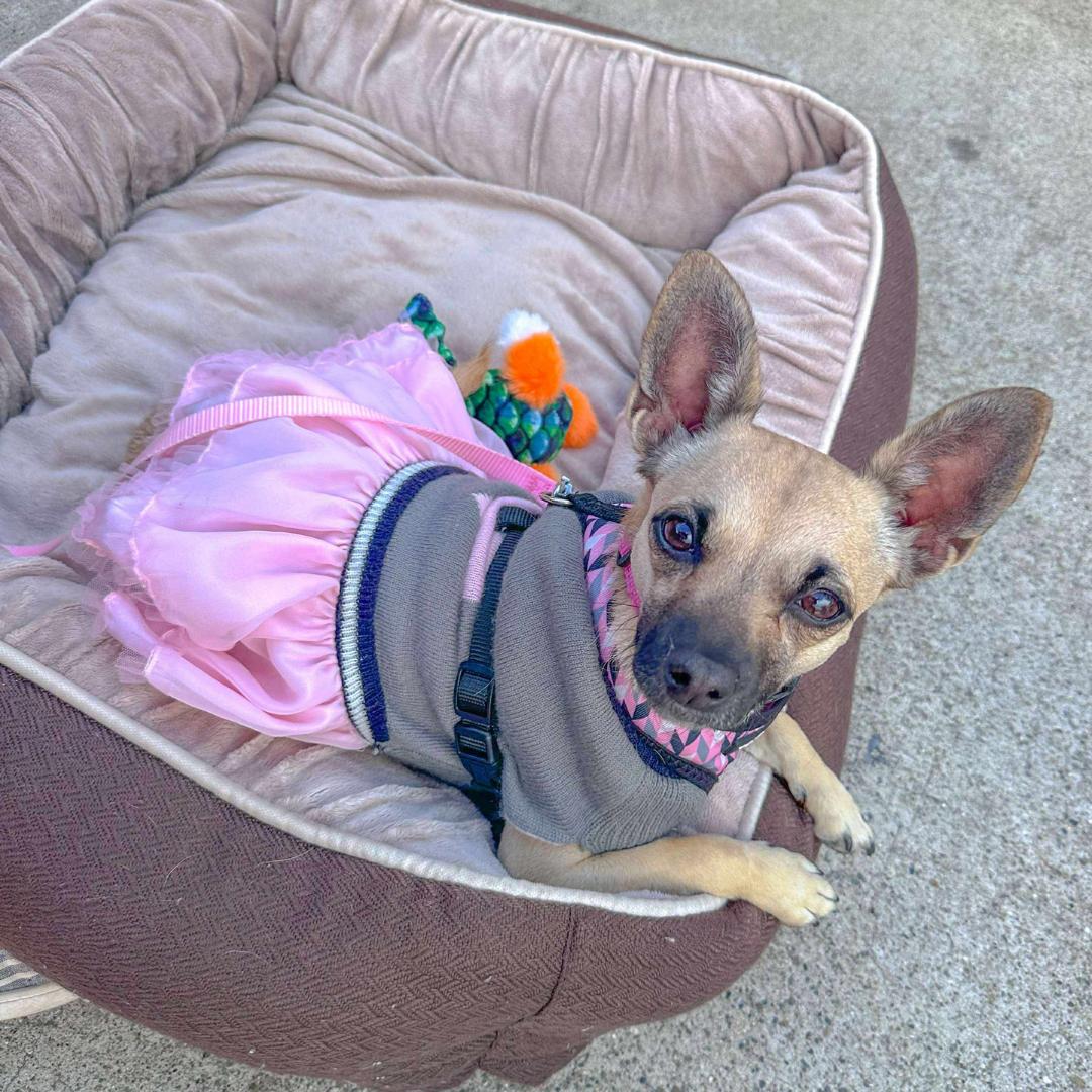 Enlarge ROXY, a Adoptable mixed breed in Morgan Hill, CA image 1/6