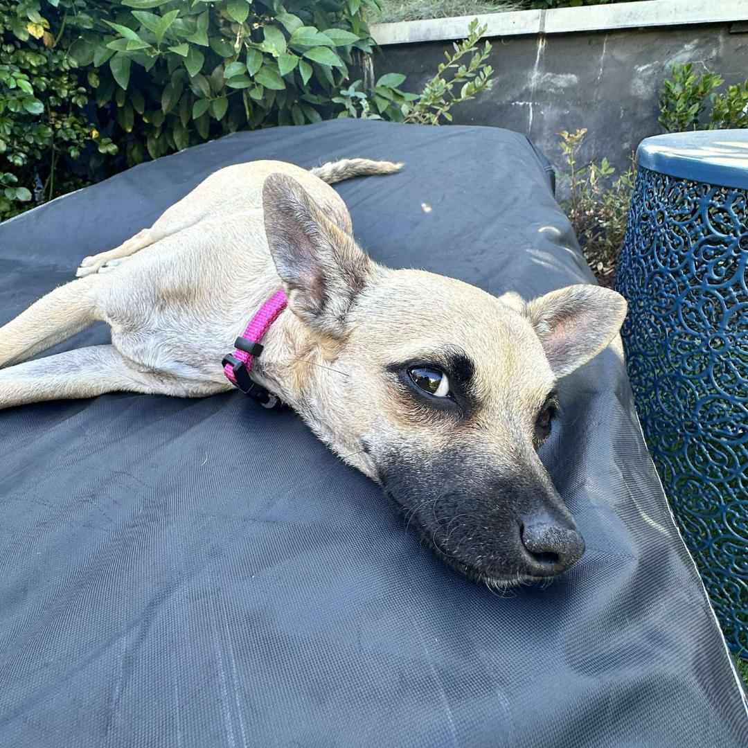 Enlarge ROXY, a Adoptable mixed breed in Morgan Hill, CA image 5/6