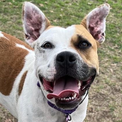 Celeste, Adoptable, Adult Female Staffordshire Bull Terrier & Mixed Breed.