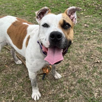 Enlarge Celeste, a Adoptable mixed breed in Bryan, TX image 2/2