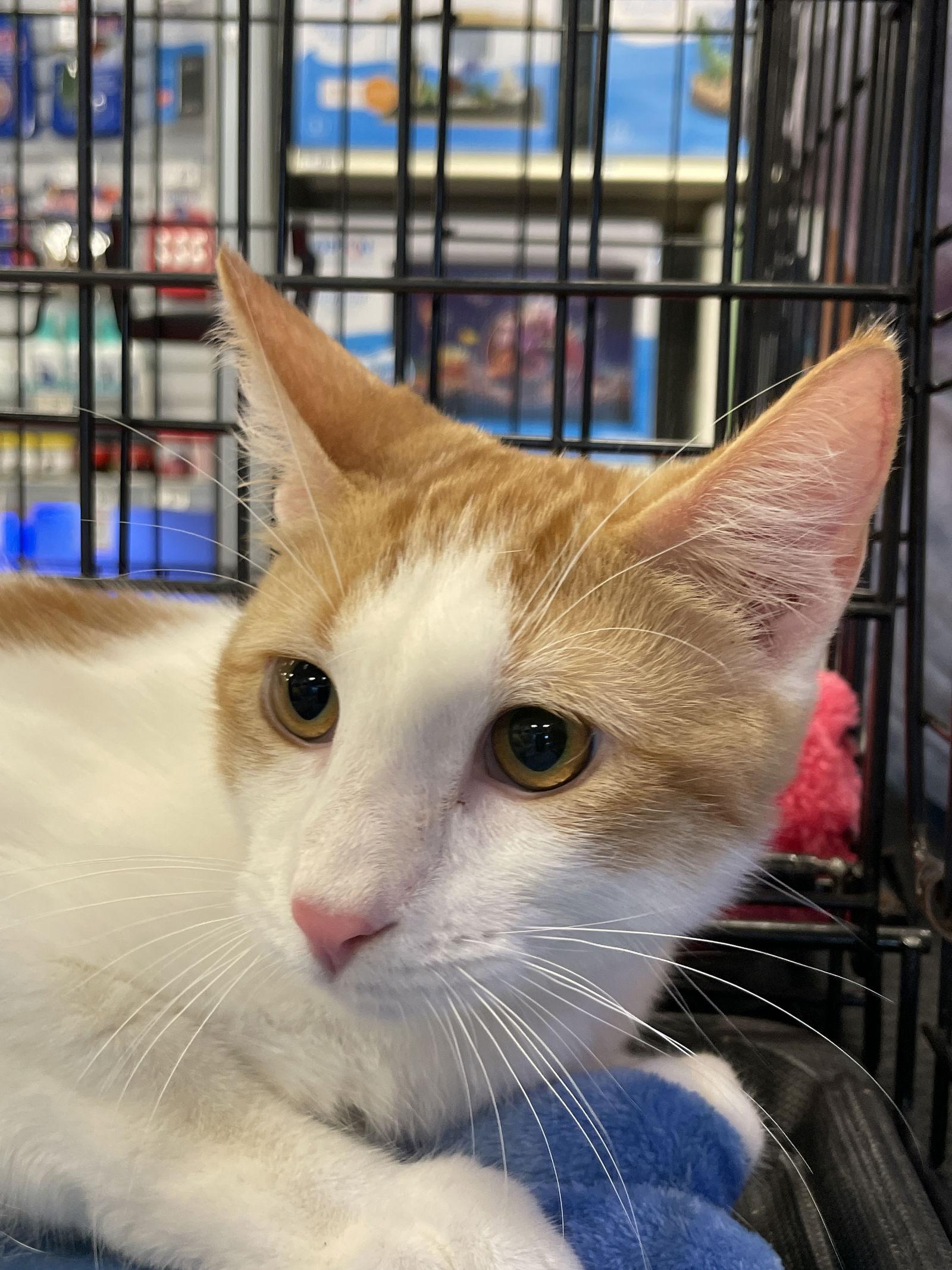 Enlarge Elliott, a Adoptable Domestic Short Hair in Oakland Park, FL image 1/3