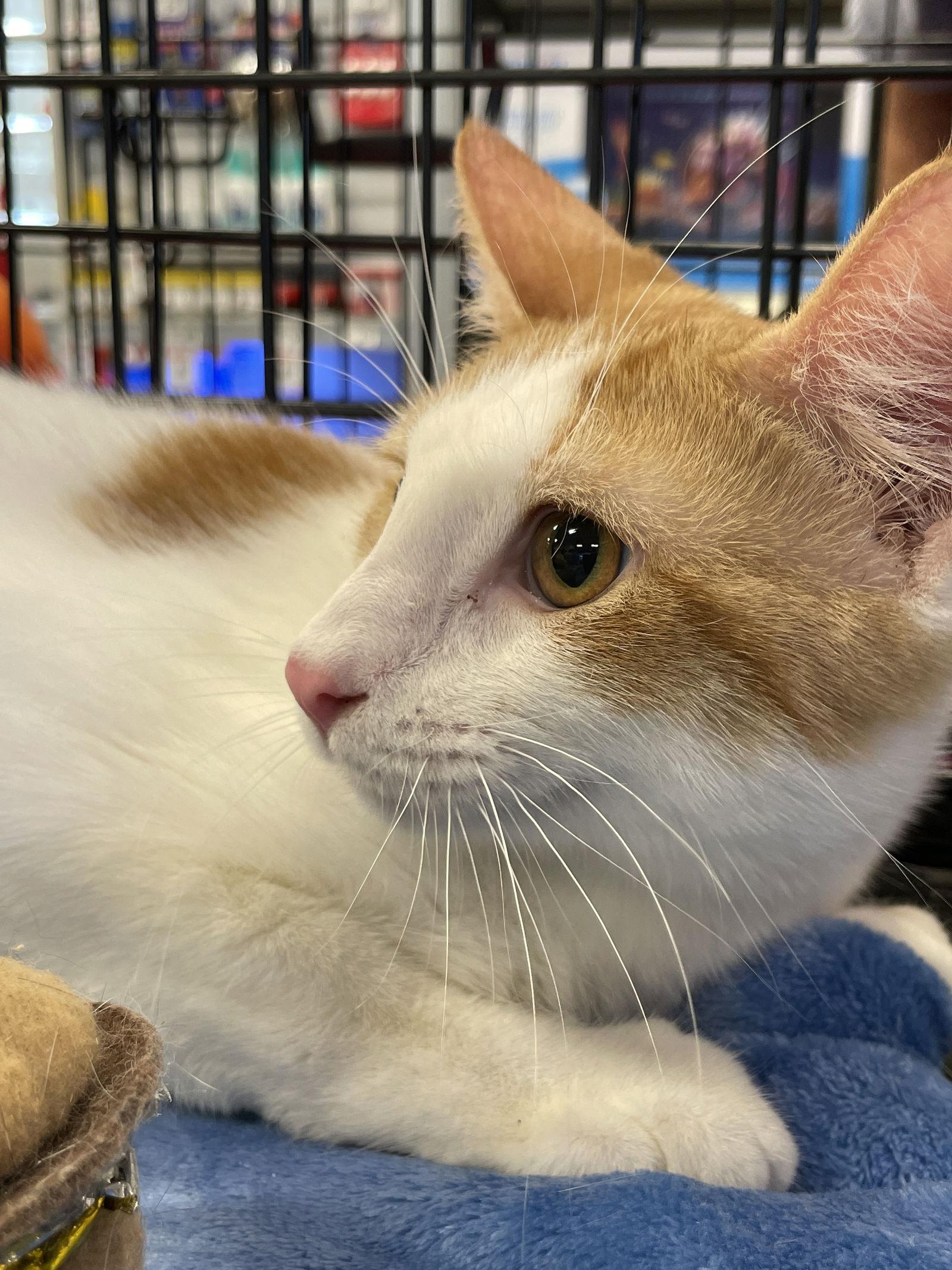Enlarge Elliott, a Adoptable Domestic Short Hair in Oakland Park, FL image 2/3