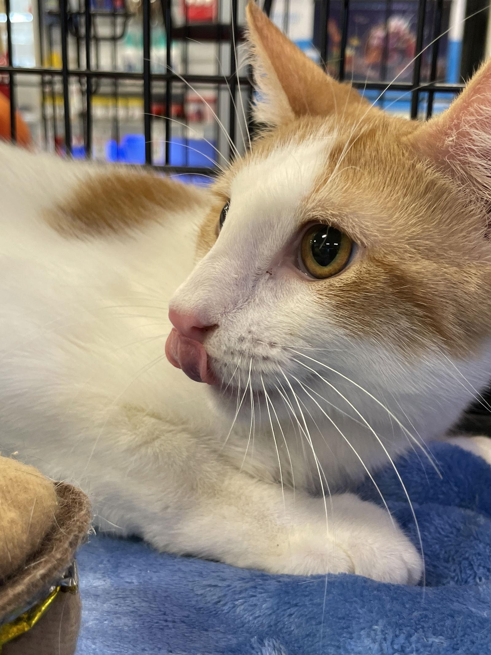 Enlarge Elliott, a Adoptable Domestic Short Hair in Oakland Park, FL image 3/3