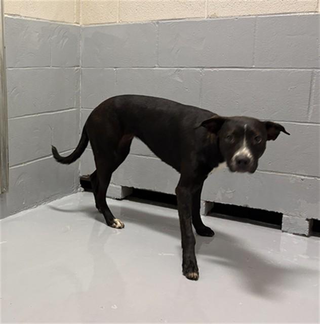 DESTINY, Adoptable, Young Female Pit Bull Terrier.