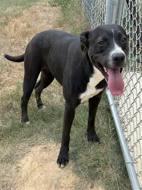 DESTINY, Adoptable, Young Female Pit Bull Terrier.