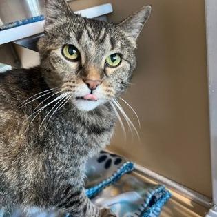 Georgia, Adoptable, Adult Female Domestic Short Hair.