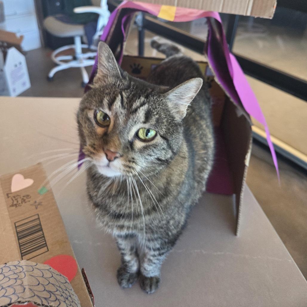 Enlarge Georgia, a Adoptable mixed breed in Leander, TX image 2/3