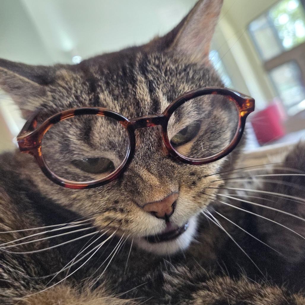 Enlarge Georgia, a Adoptable mixed breed in Leander, TX image 3/6