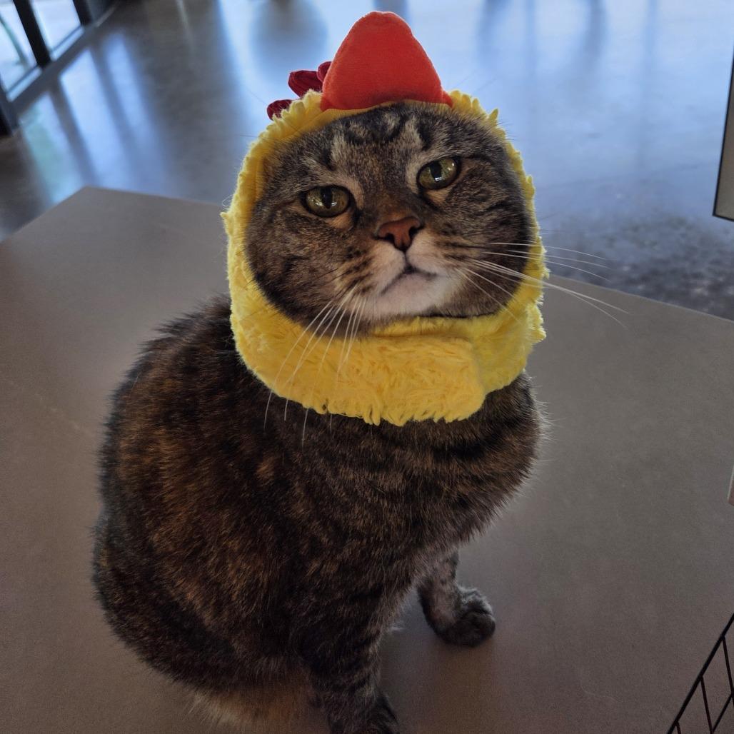 Enlarge Georgia, a Adoptable mixed breed in Leander, TX image 3/5