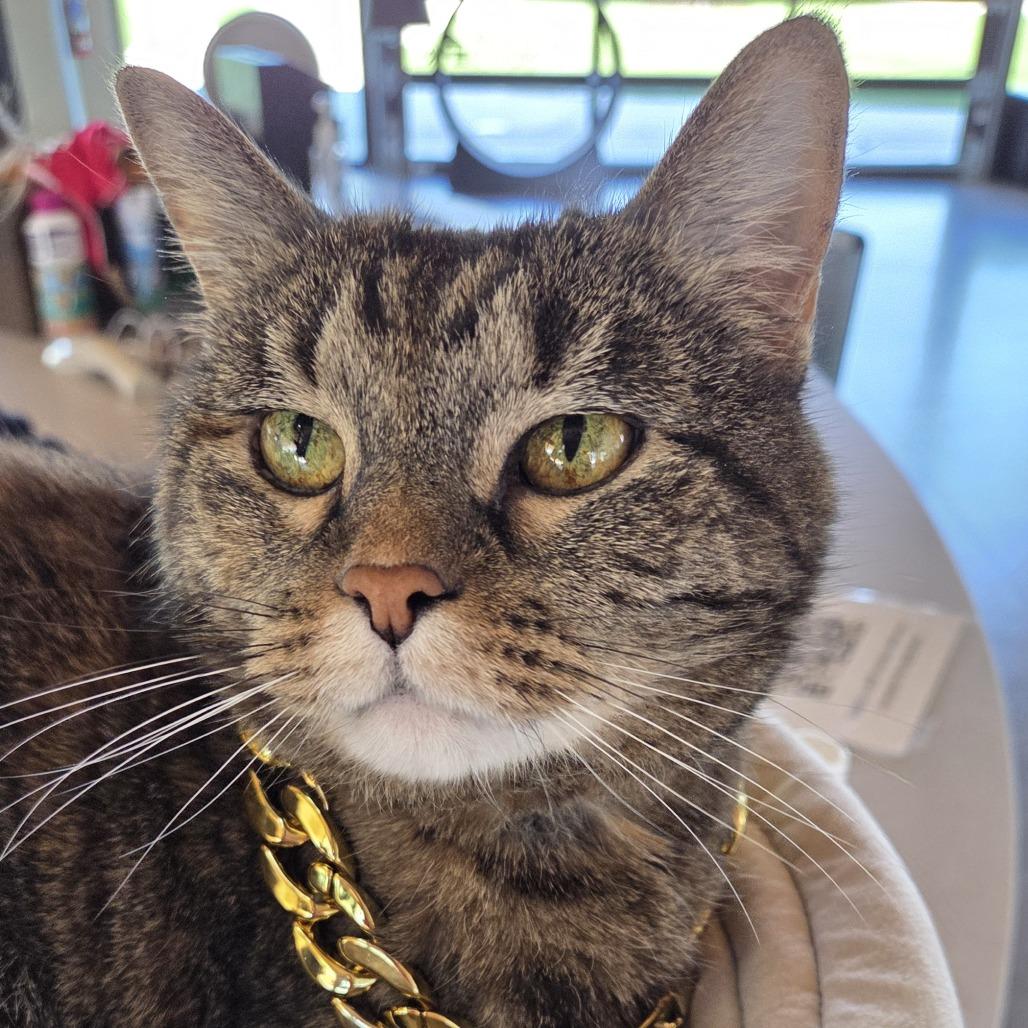 Enlarge Georgia, a Adoptable mixed breed in Leander, TX image 3/3