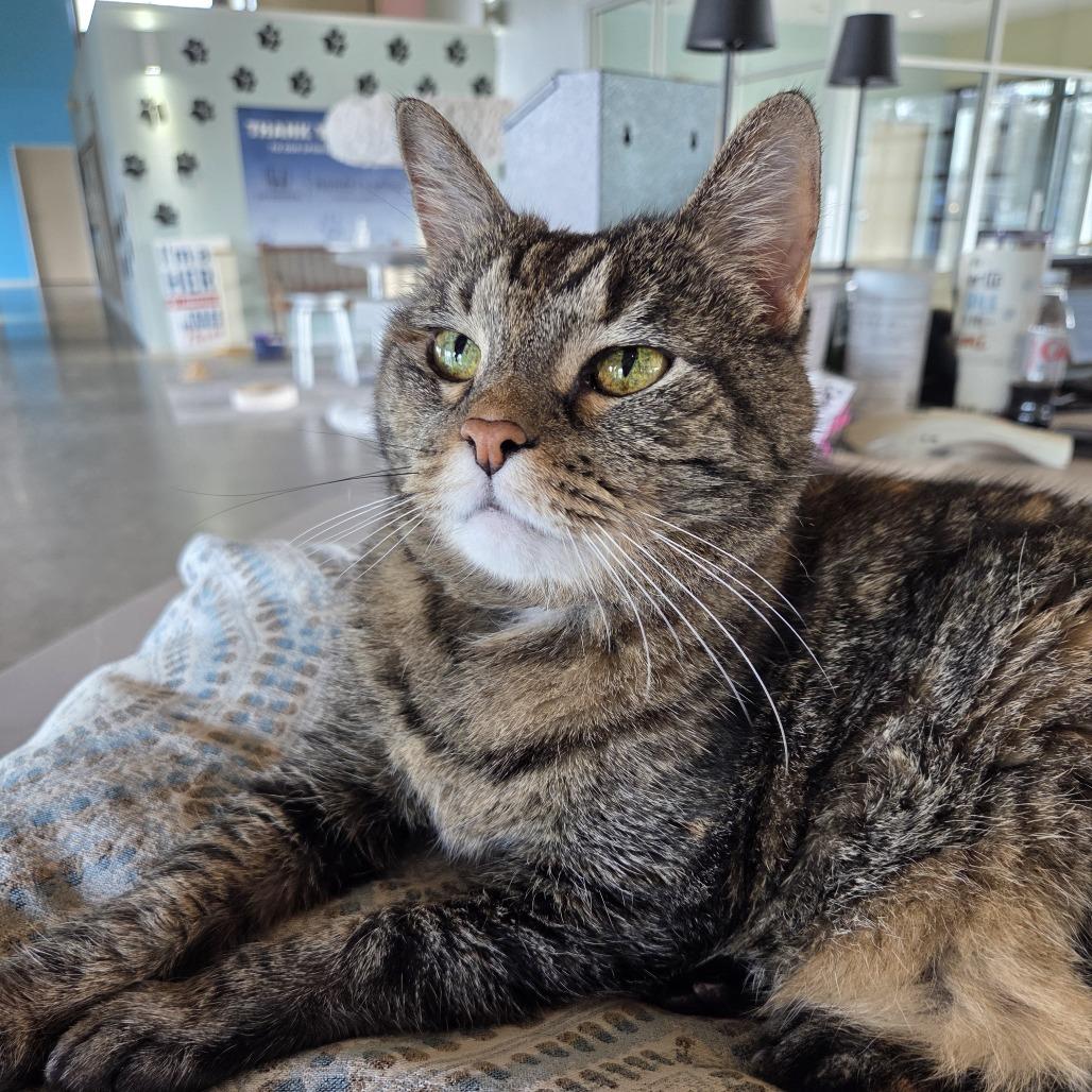 Enlarge Georgia, a Adoptable mixed breed in Leander, TX image 5/5