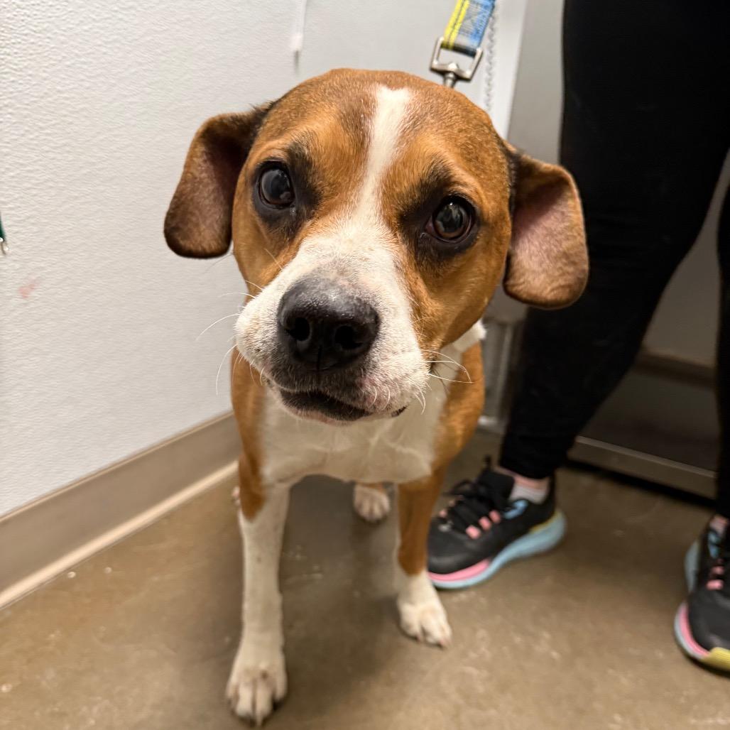Foxie, Adoptable, Senior Female Boxer & Beagle.