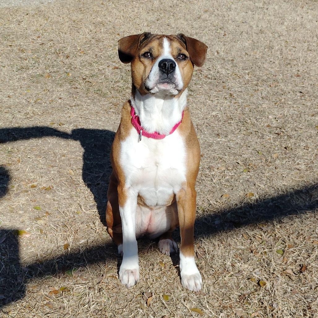 Enlarge Foxie, a Adoptable mixed breed in Tulsa, OK image 2/6