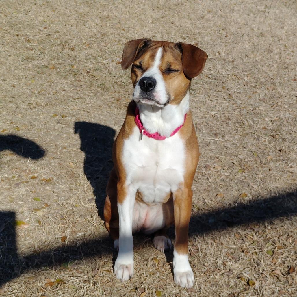 Enlarge Foxie, a Adoptable mixed breed in Tulsa, OK image 3/6