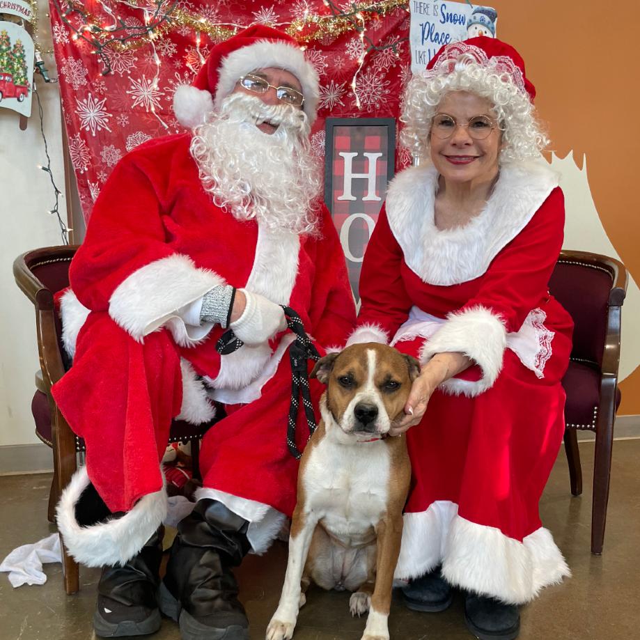 Enlarge Foxie, a Adoptable mixed breed in Tulsa, OK image 4/6