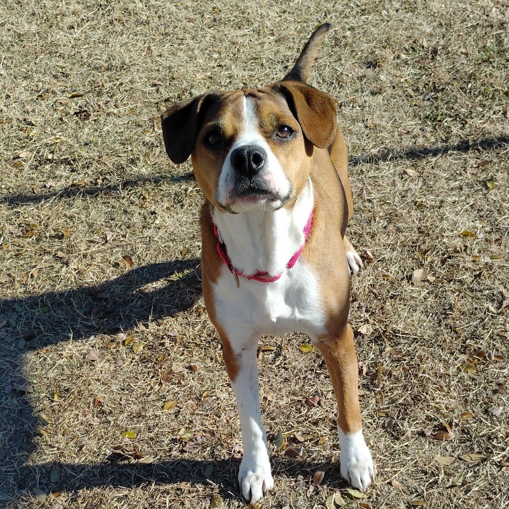 Enlarge Foxie, a Adoptable mixed breed in Tulsa, OK image 5/6