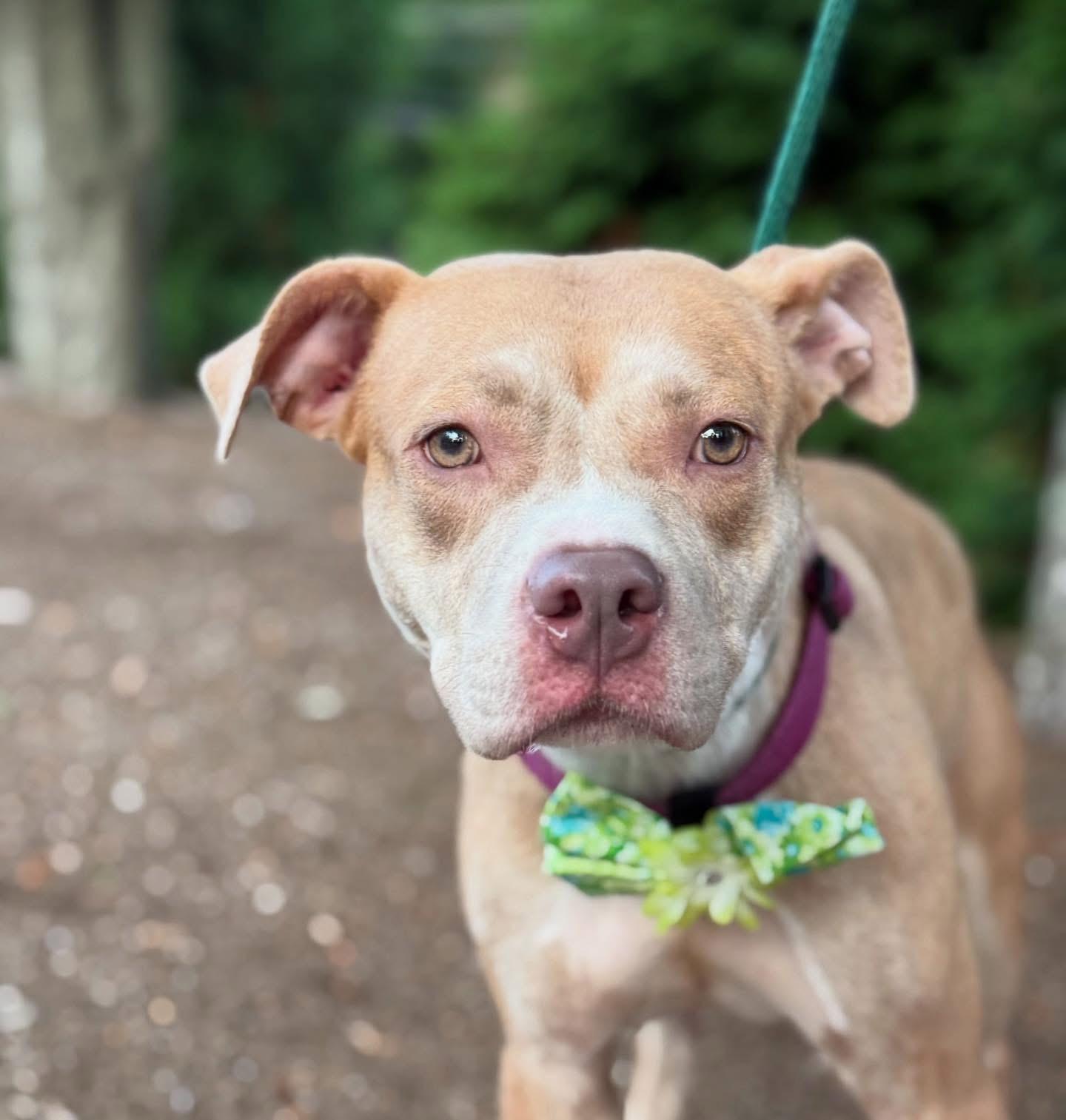 Enlarge Cinnamon, a Adoptable mixed breed in Mendham, NJ image 1/3