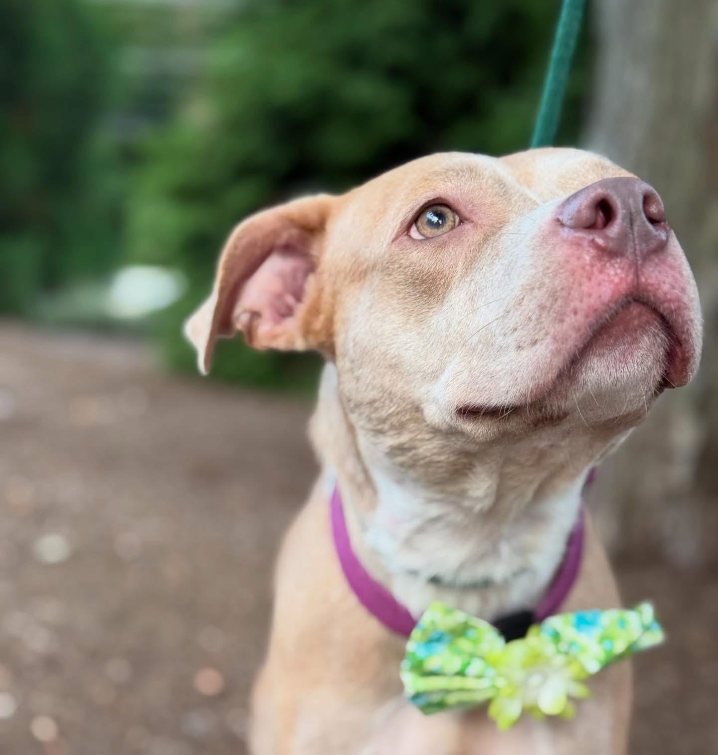 Enlarge Cinnamon, a Adoptable mixed breed in Mendham, NJ image 2/3