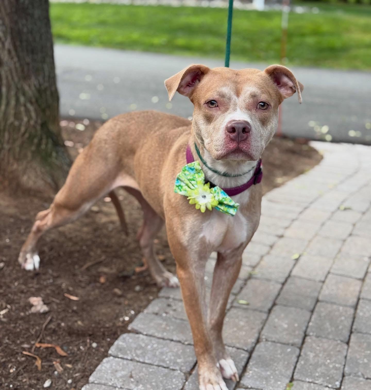 Enlarge Cinnamon, a Adoptable mixed breed in Mendham, NJ image 3/3