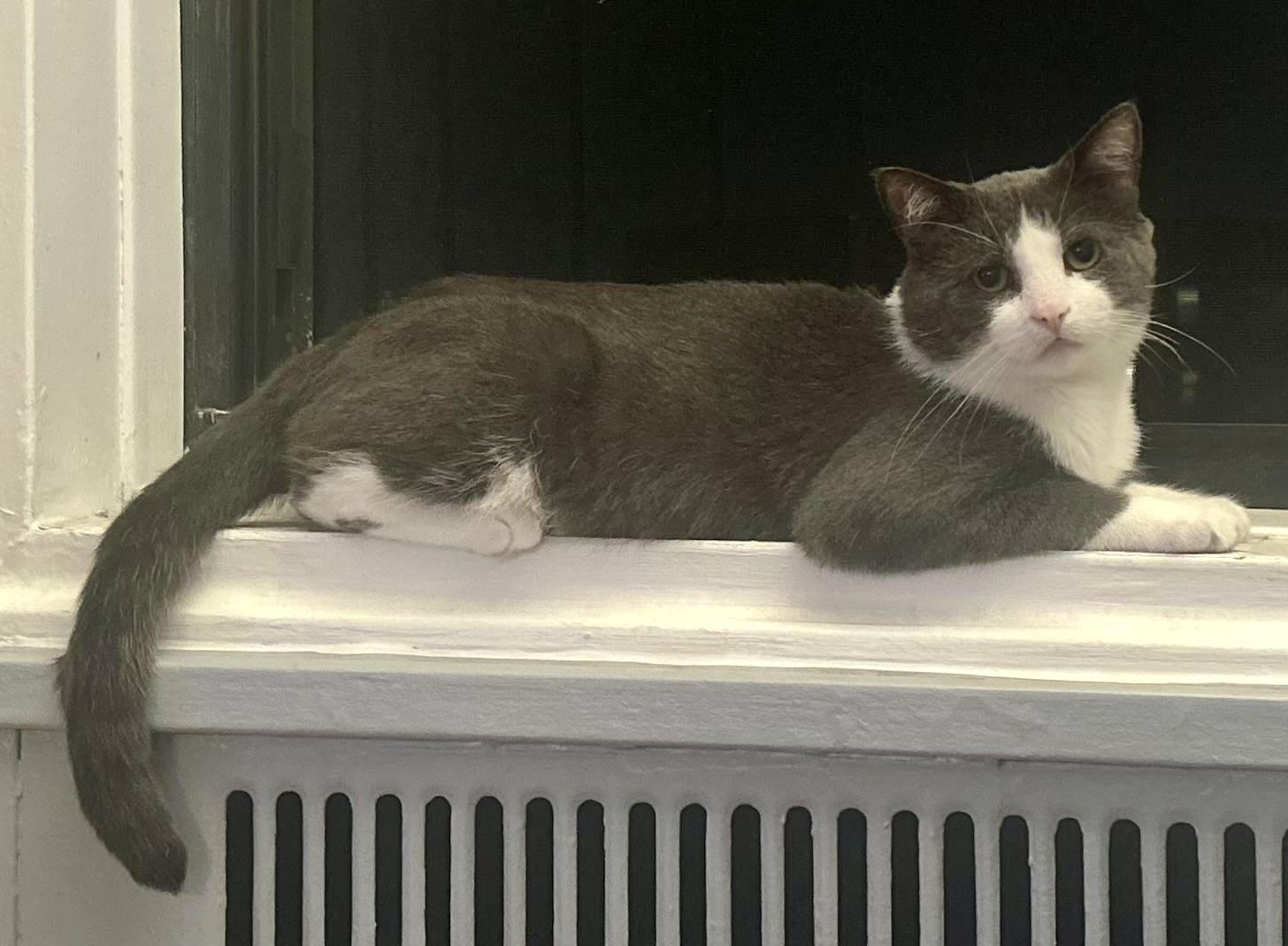 Junior, a Adoptable Domestic Short Hair in Astoria, NY image 2/6