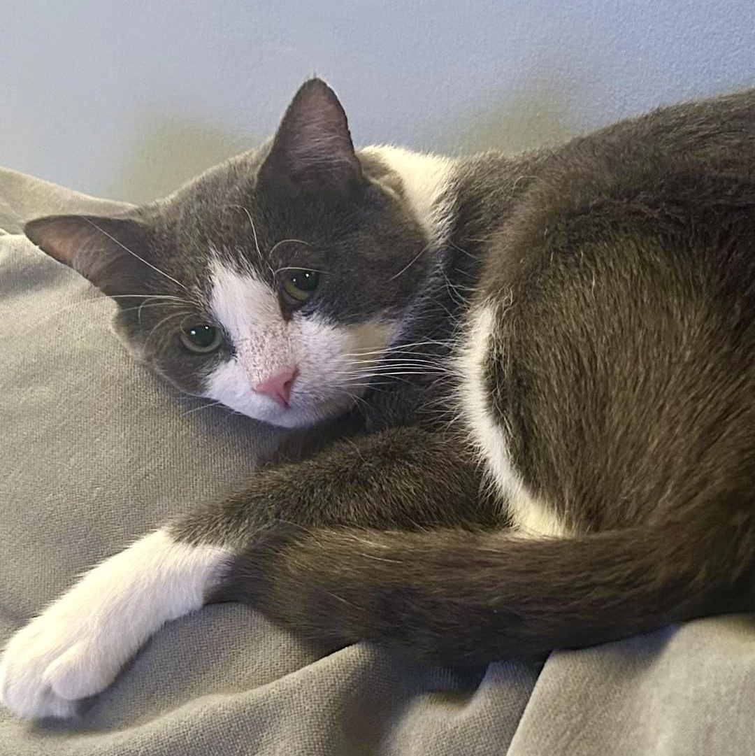 Junior, a Adoptable Domestic Short Hair in Astoria, NY image 1/6