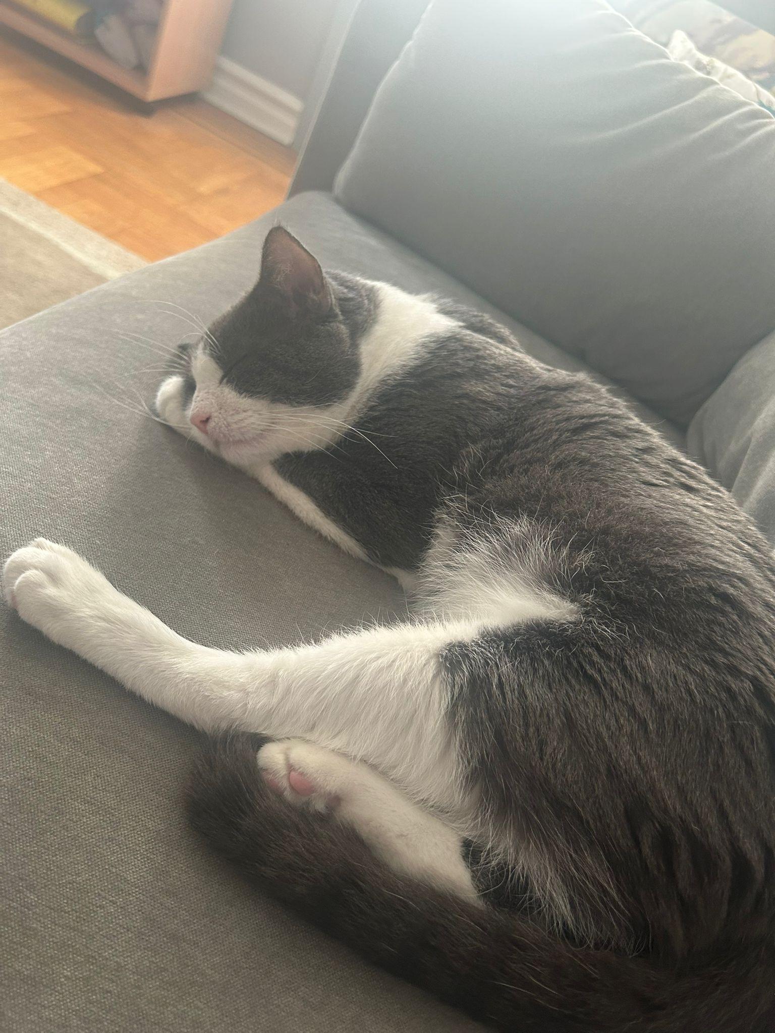 Junior, a Adoptable Domestic Short Hair in Astoria, NY image 4/6