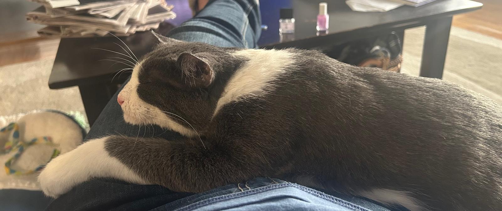 Junior, a Adoptable Domestic Short Hair in Astoria, NY image 5/6