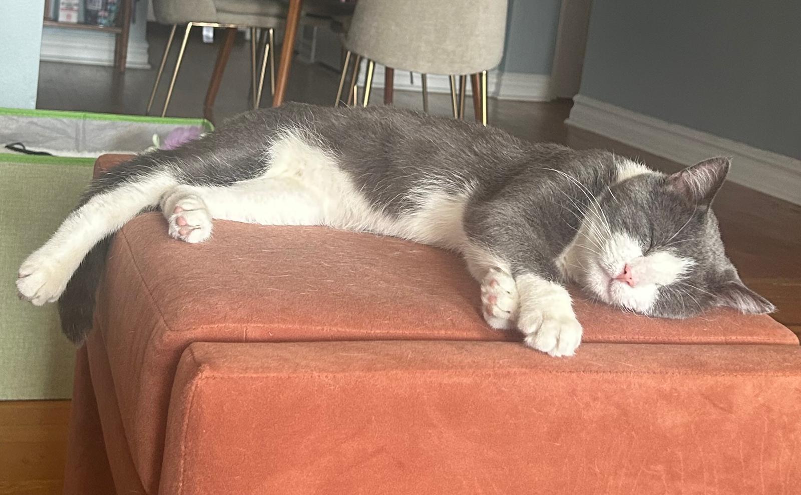 Junior, a Adoptable Domestic Short Hair in Astoria, NY image 3/6