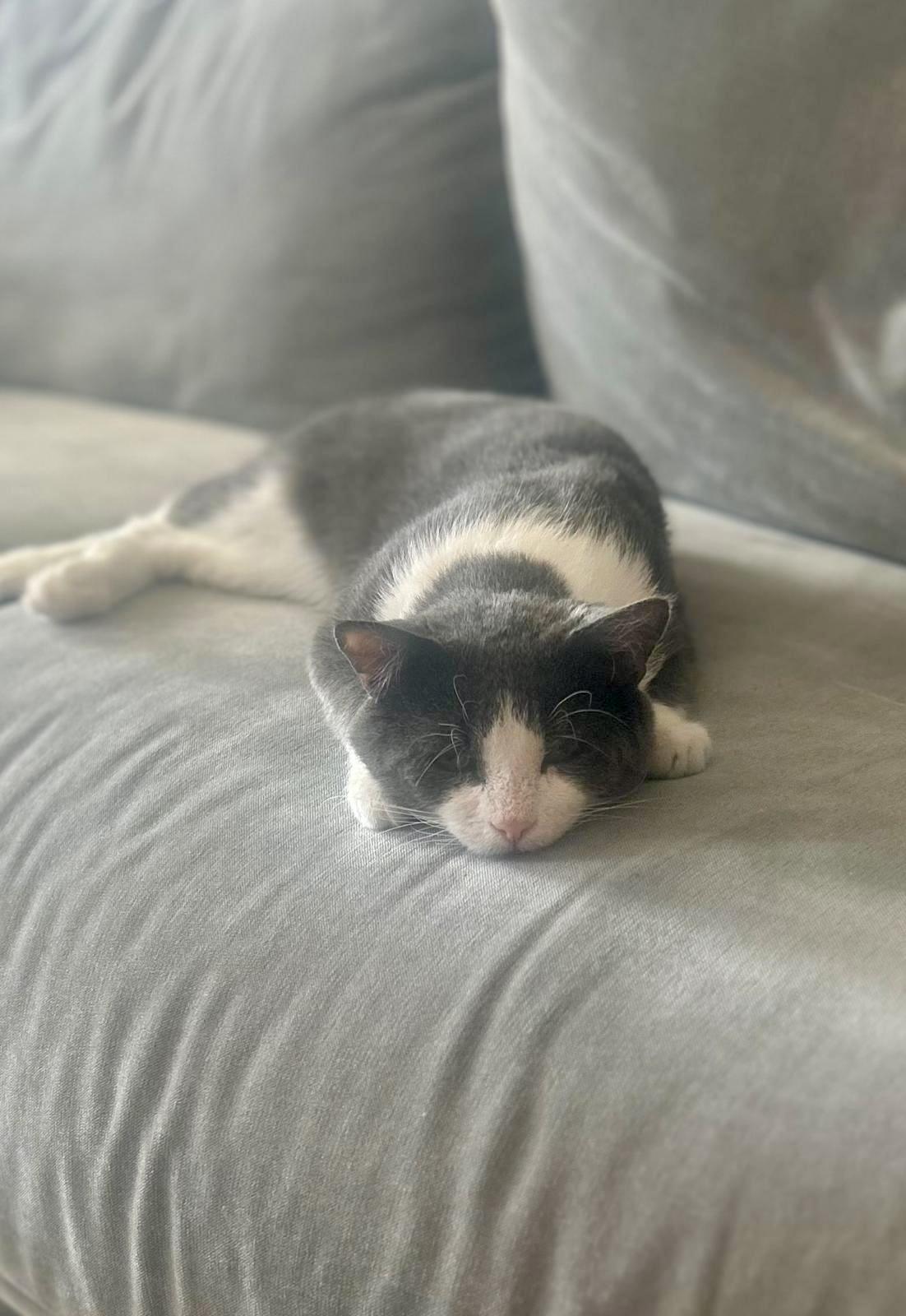 Junior, a Adoptable Domestic Short Hair in Astoria, NY image 6/6