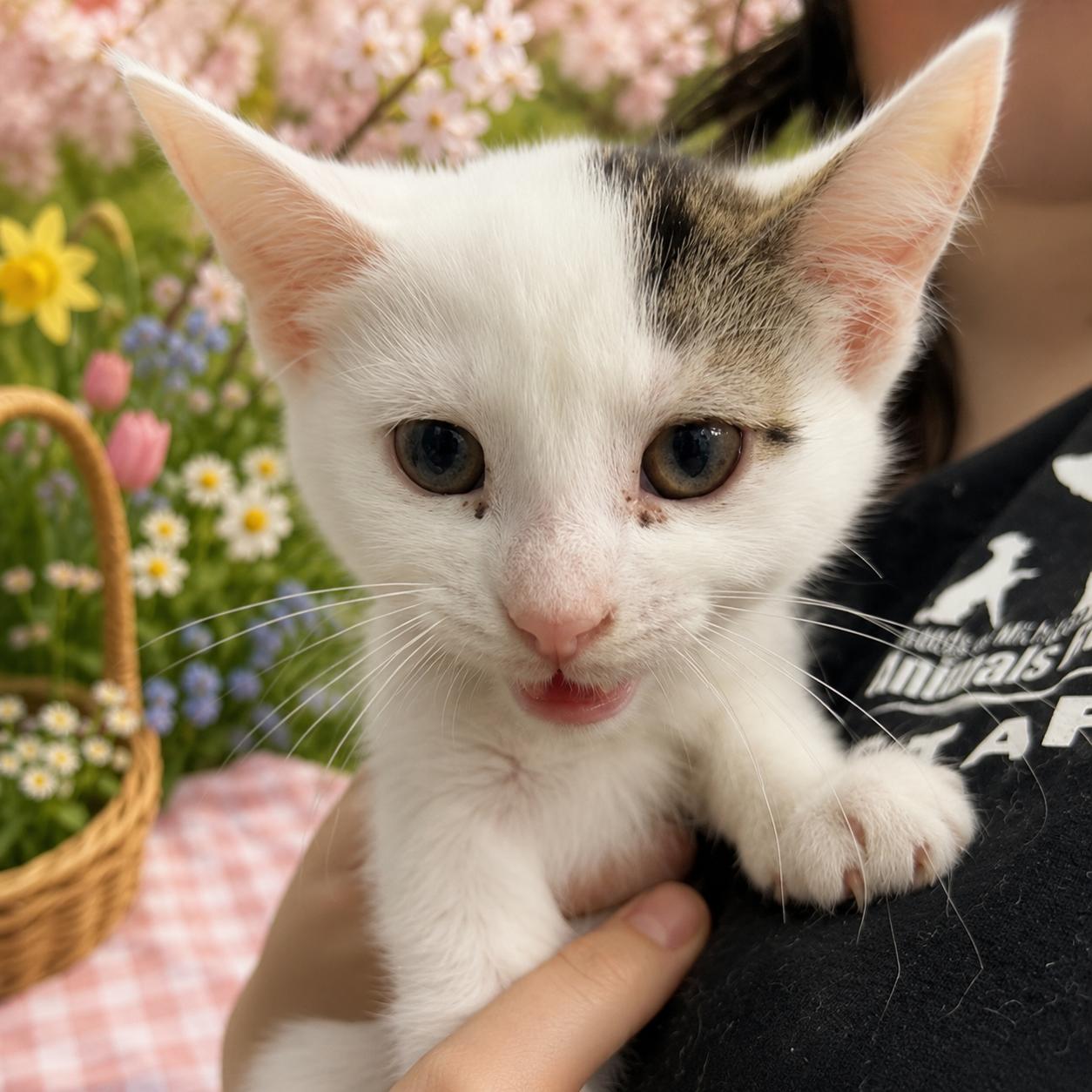 Enlarge Paradox, a ADOPTABLE Domestic Short Hair in Belleville, MI image 1/1