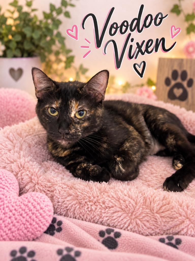 Voodoo Vixen Bones, Adoptable, Young Female Domestic Long Hair.