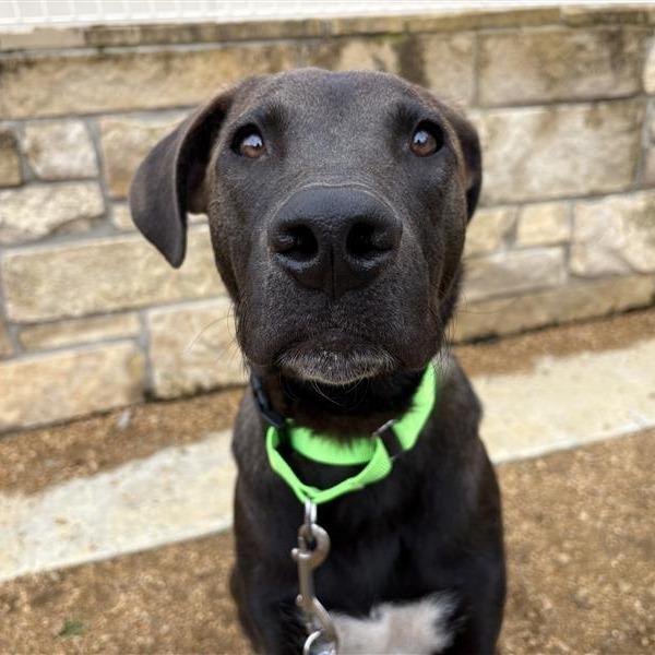 Goose, Adoptable, Young Male Anatolian Shepherd & Mixed Breed.
