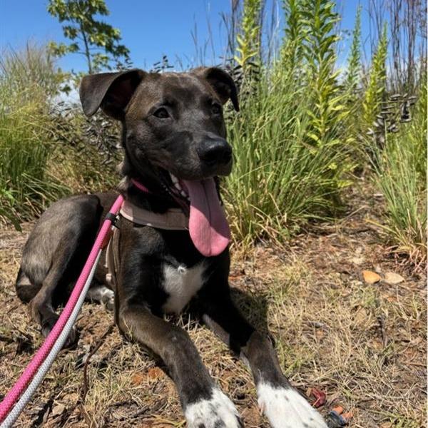 Enlarge Goose, a Adoptable mixed breed in Bentonville, AR image 2/6
