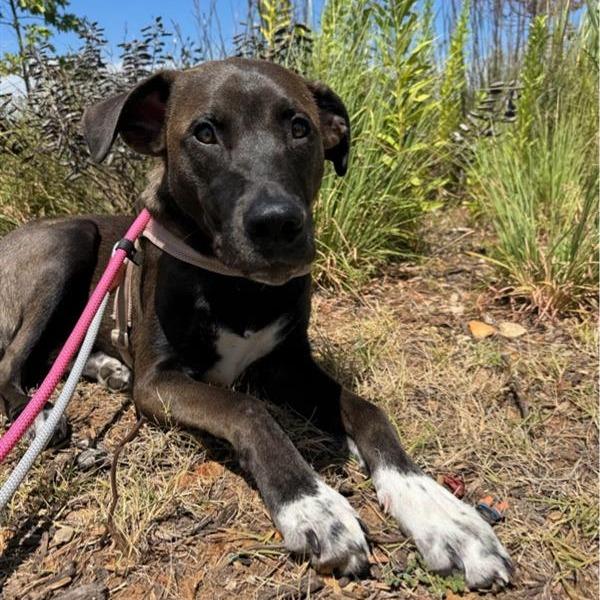Enlarge Goose, a Adoptable mixed breed in Bentonville, AR image 3/6