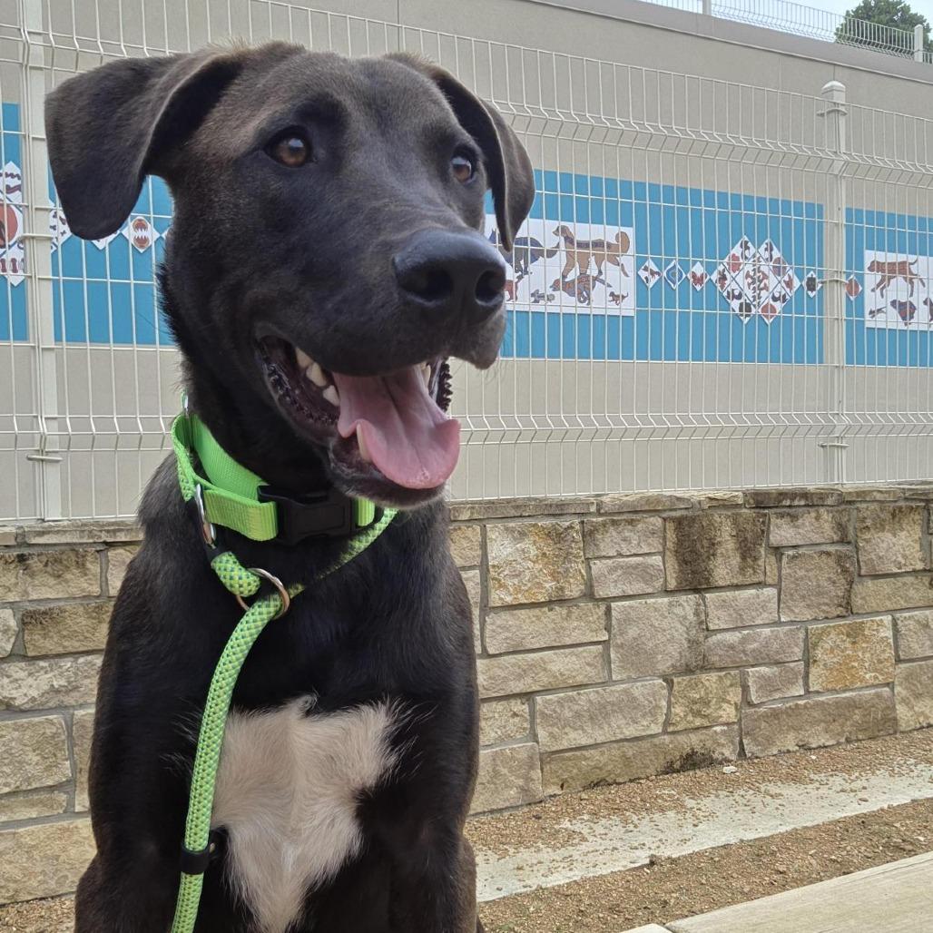 Enlarge Goose, a Adoptable mixed breed in Bentonville, AR image 4/6