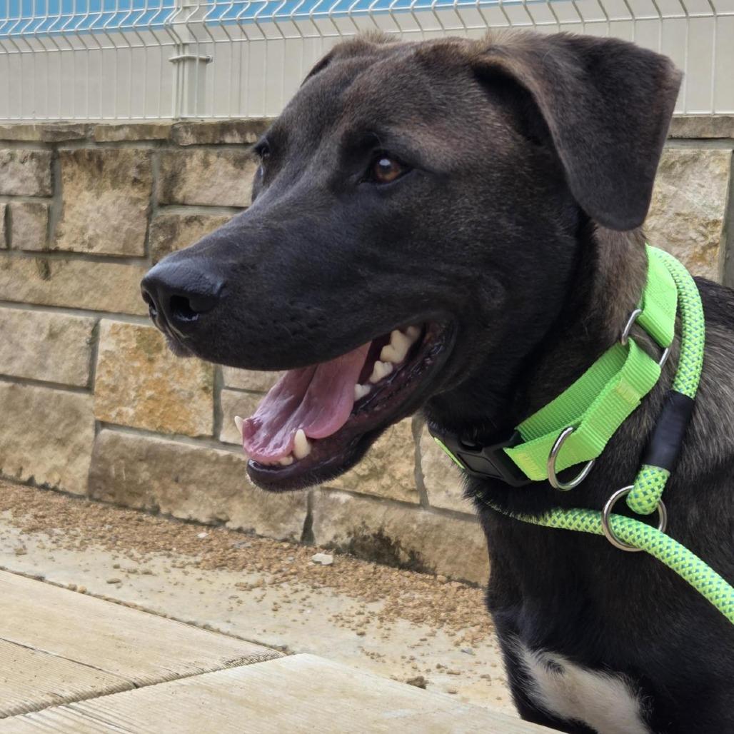 Enlarge Goose, a Adoptable mixed breed in Bentonville, AR image 5/6