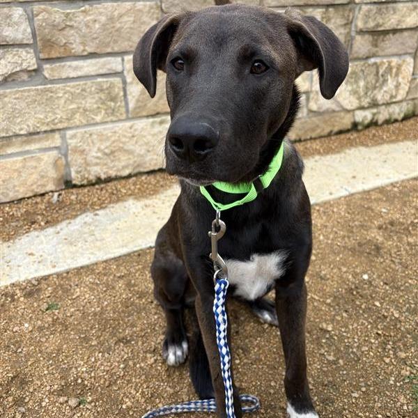 Enlarge Goose, a Adoptable mixed breed in Bentonville, AR image 6/6