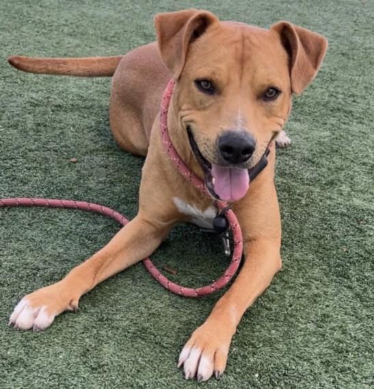 BUDDY, Adoptable, Young Male Pit Bull Terrier & Mixed Breed.