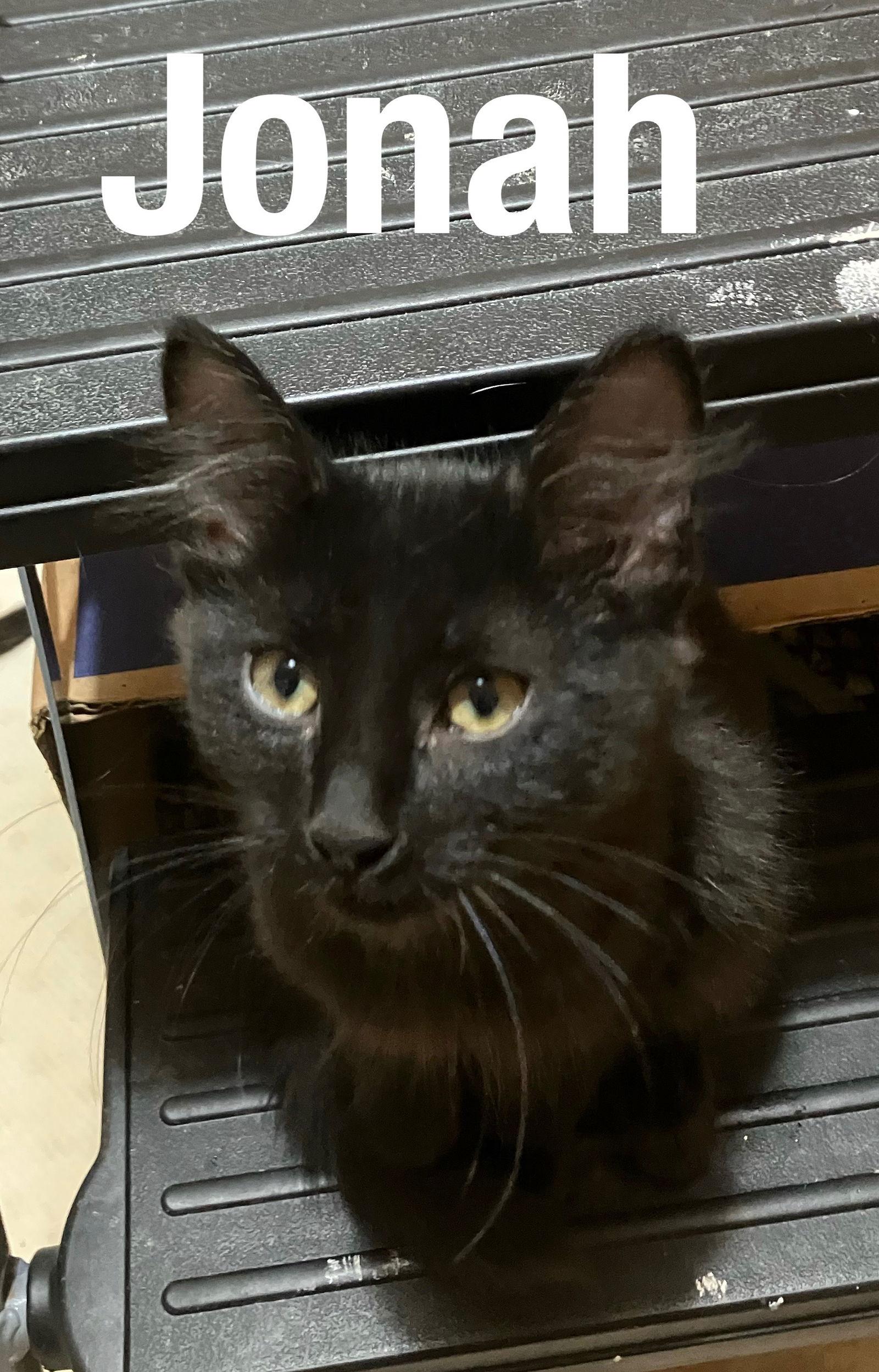 Enlarge Jonah, a Adoptable Domestic Medium Hair in Duluth, MN image 1/1