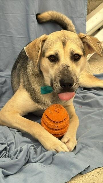 Maddex (Courtesy Post) - Adopt Me!, Adoptable, Young Female Shepherd & German Shepherd Dog.