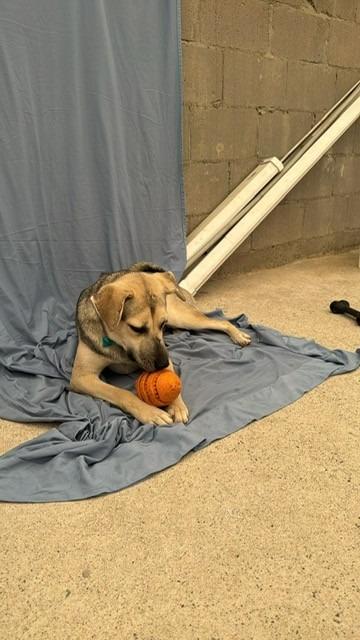 Enlarge Maddex (Courtesy Post) - Adopt Me!, a Adoptable mixed breed in Lake Forest, CA image 2/6