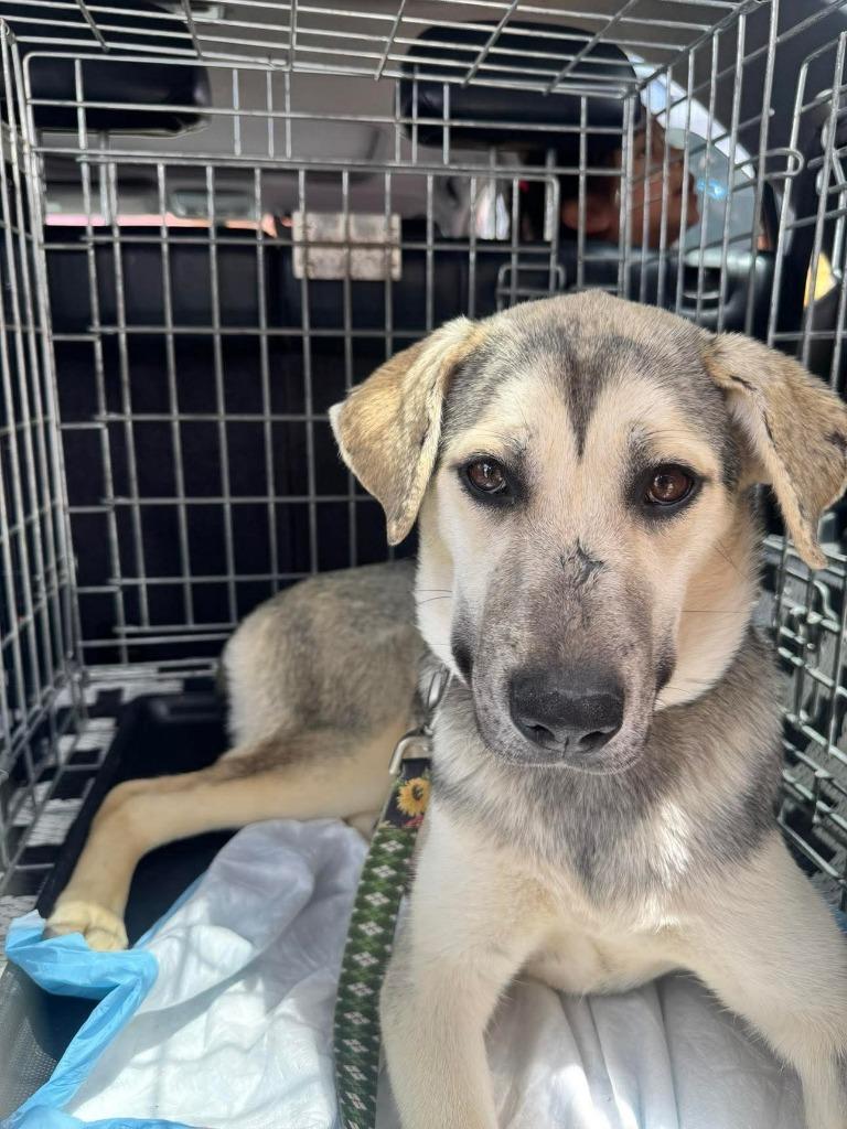 Enlarge Maddex (Courtesy Post) - Adopt Me!, a Adoptable mixed breed in Lake Forest, CA image 3/6
