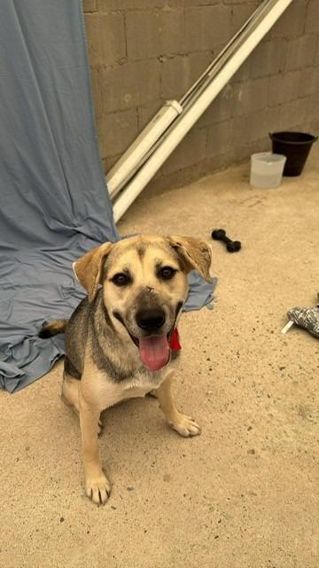 Enlarge Maddex (Courtesy Post) - Adopt Me!, a Adoptable mixed breed in Lake Forest, CA image 4/6