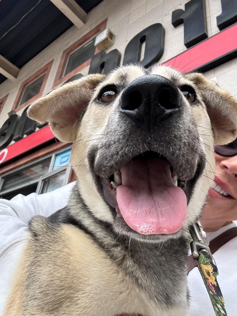 Enlarge Maddex (Courtesy Post) - Adopt Me!, a Adoptable mixed breed in Lake Forest, CA image 6/6