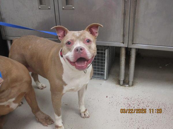 Bella(49), Adoptable, Adult Female Pit Bull Terrier.