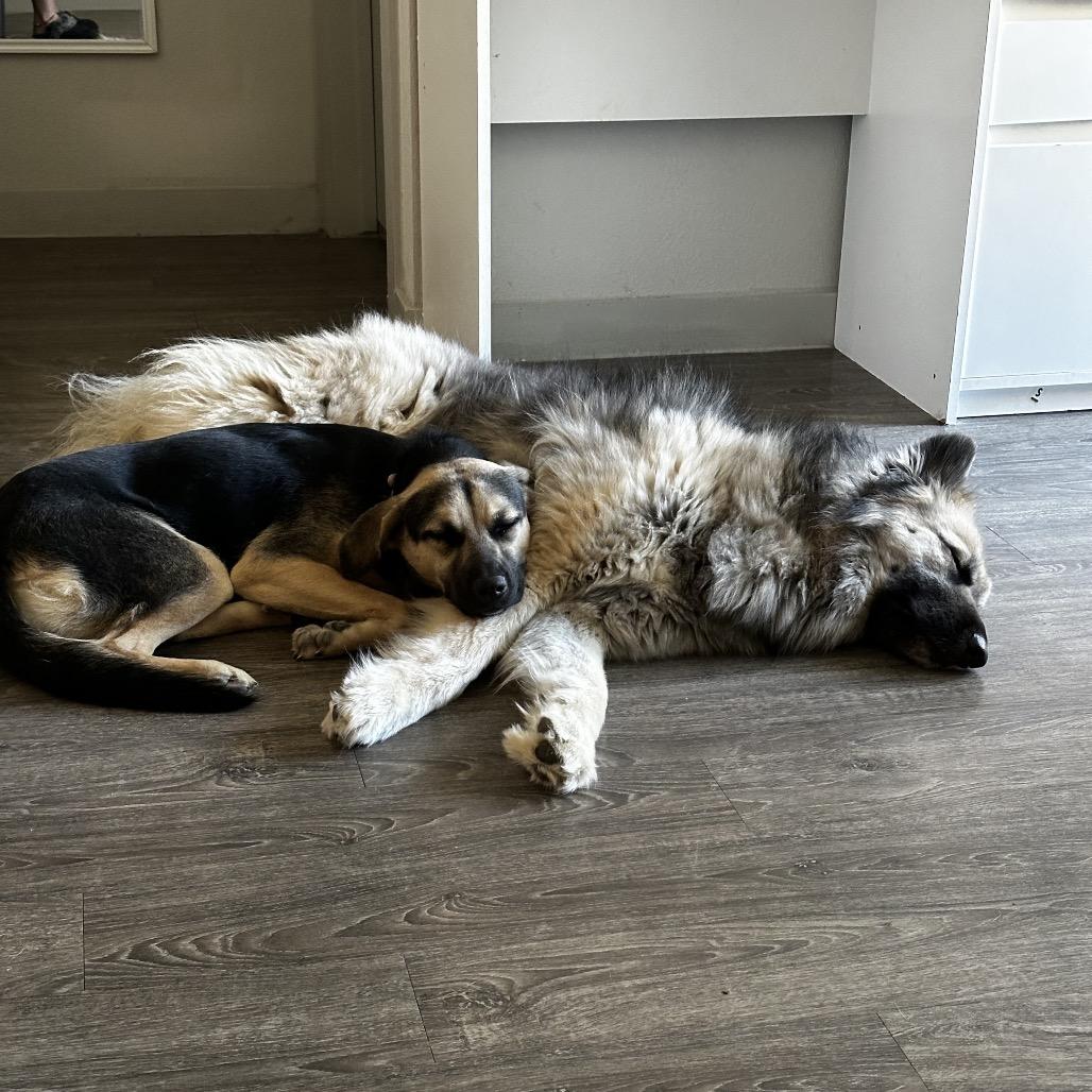 Enlarge Raya, a Adoptable Shepherd in San Antonio, TX image 1/6