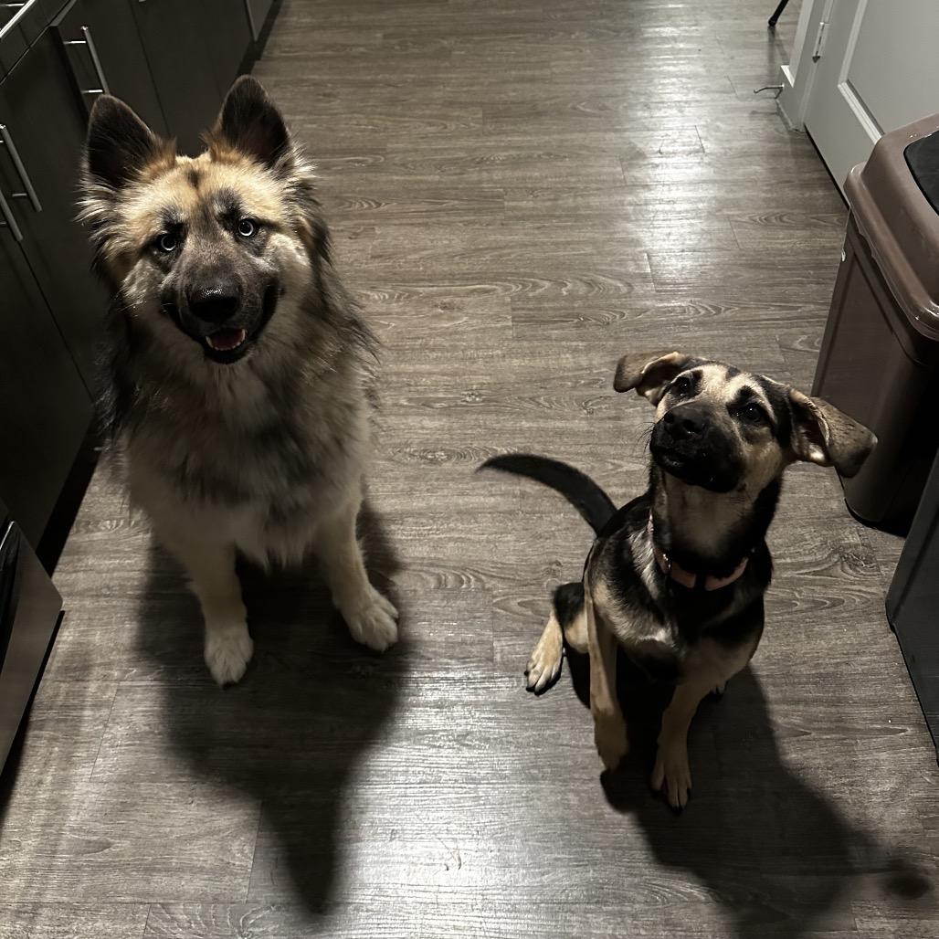 Enlarge Raya, a Adoptable Shepherd in San Antonio, TX image 2/6