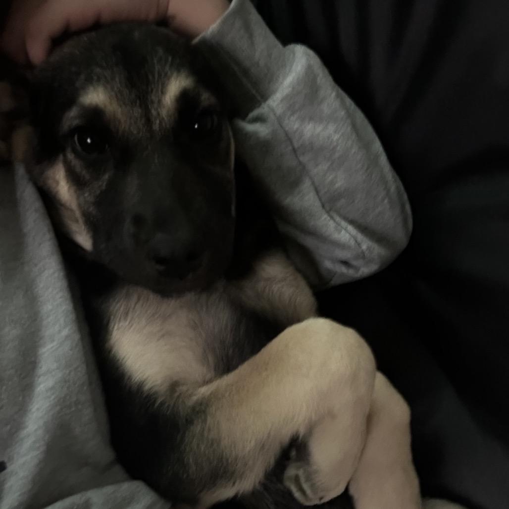 Raya, Adoptable, Young Female Shepherd.