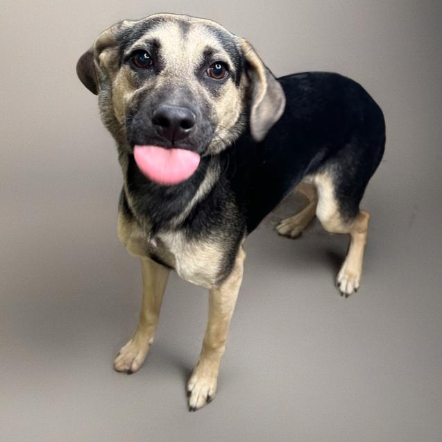 Enlarge Raya, a Adoptable Shepherd in San Antonio, TX image 3/6